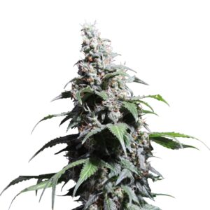 8 UND FEM - PINEAPPLE POISON * SUPER SATIVA SEED CLUB 8 UND FEMINIZADAS