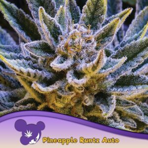 5 UND FEM - PINEAPPLE RUNTZ AUTO * ANESIA SEEDS 5 FEMINIZADAS