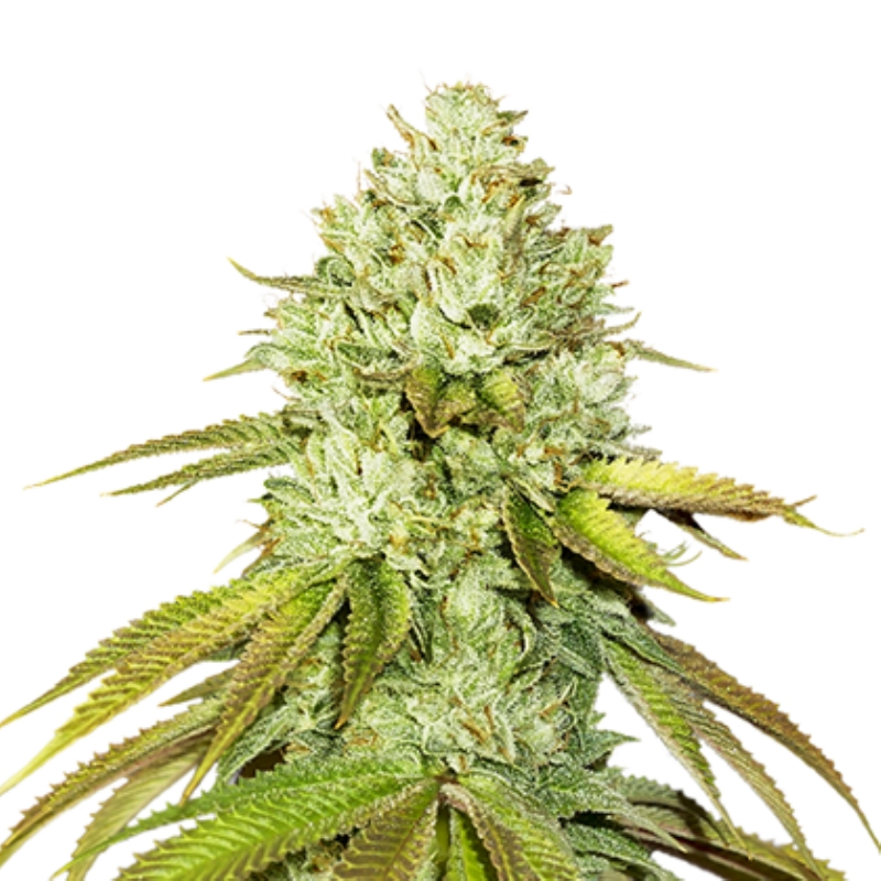 5 UND FEM - PINEAPPLE * SEEDSTOCKERS 5 UND FEMINIZADAS