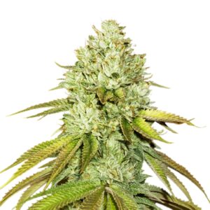 3 UND FEM - PINEAPPLE * SEEDSTOCKERS 3 UND FEMINIZADAS