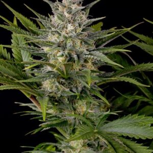 3 UND FEM - PINEAPPLE SKUNK  * HUMBOLDT SEEDS FEMINISED 3 UND