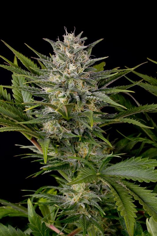 3 UND FEM - PINEAPPLE SKUNK  * HUMBOLDT SEEDS FEMINISED 3 UND