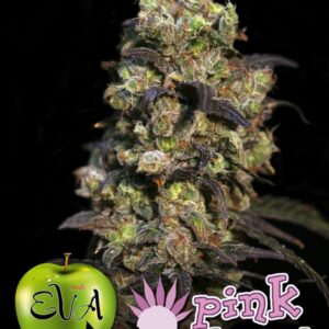 3 UND FEM - PINK PLANT * EVA SEEDS 3 UND FEMINIZADAS