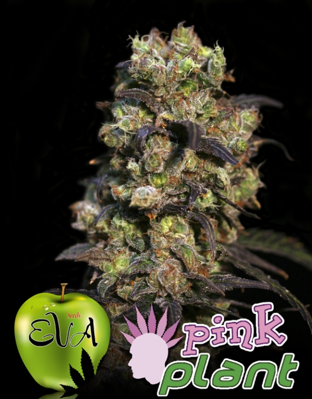 1000 UND FEM - PINK PLANT * EVA SEEDS 1000 UND FEMINIZADAS