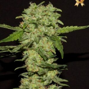 1 UND FEM - PORTELA * R-KIEM SEEDS UND FEMINIZADAS 1 UND