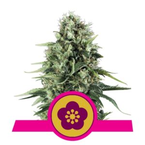 100 UND FEM - POWER FLOWER * ROYAL QUEEN 100 UND FEMINIZADAS