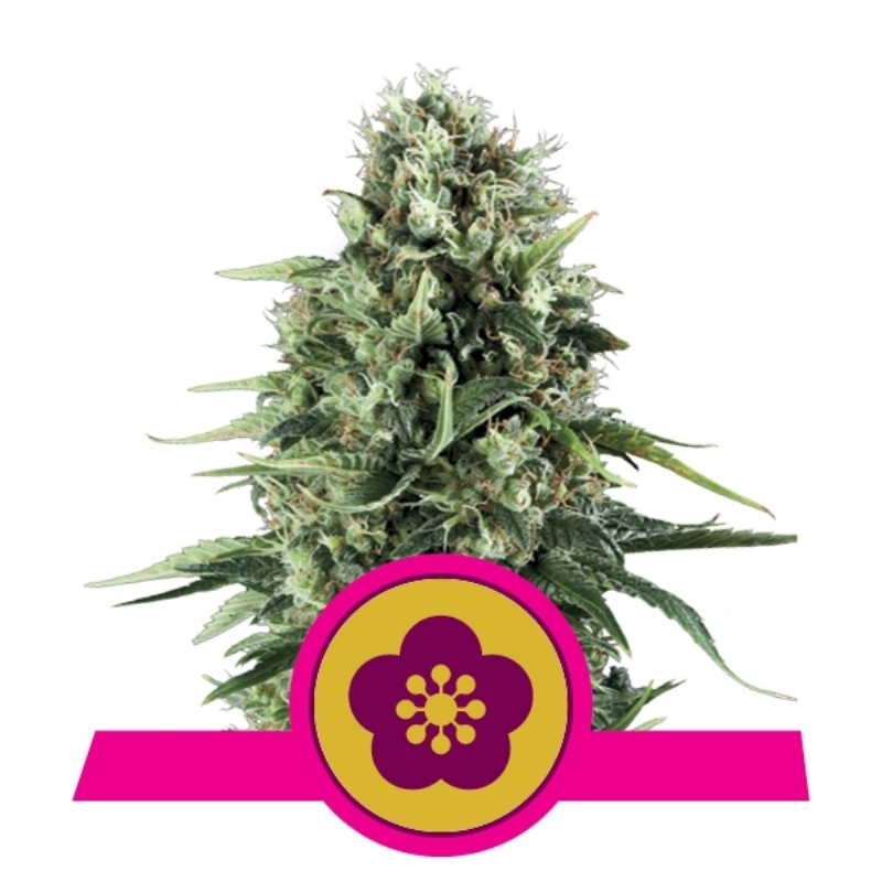 100 UND FEM - POWER FLOWER * ROYAL QUEEN 100 UND FEMINIZADAS