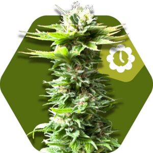 5 UND FEM - POWER KUSH AUTO * ZAMBEZA SEEDS 5 UND FEMINIZADAS