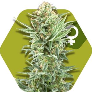 5 UND FEM - POWER KUSH * ZAMBEZA SEEDS 5 UND FEMINIZADAS
