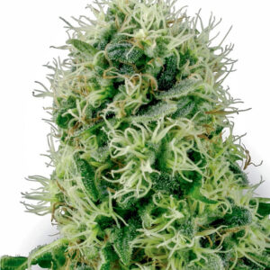 5 UND FEM -  POWER PLANT * SENSI WHITE LABEL 5 UND FEMINIZADAS