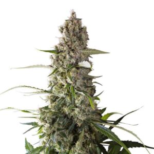24 UND REG - PRIMA HOLANDICA (12+12) * SUPER SATIVA SEED CLUB 24 UND REGULARES