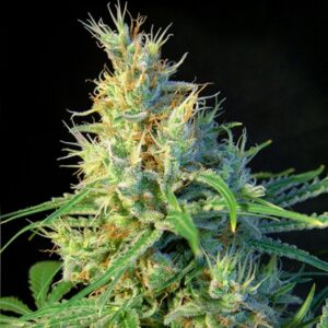5 UND FEM - PSICODELICIA ﾮ * SWEET SEEDS 5 UND FEMINIZADAS