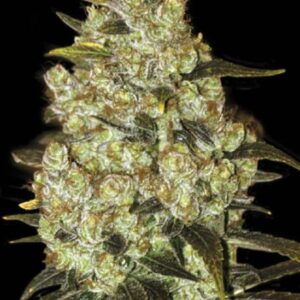 100 UND FEM - PSYCHEDELIC * BULK SEED 100 UND FEM