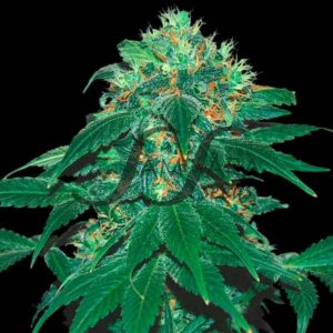 10 UND FEM- PUNKY LION (SAMSARA) * SAMSARA 10 UND FEMINIZADAS