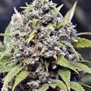 4 UND FEM - PURE AK * FEMALE SEEDS 4 UND FEMINIZADAS