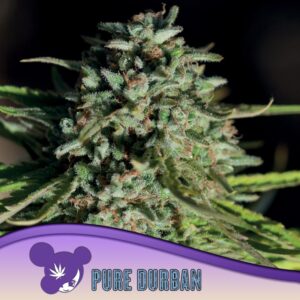 3 UND FEM - PURE DURBAN * ANESIA SEEDS 3 FEMINIZADAS
