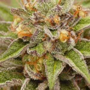 3 UND FEM - PURE GELATO * VISION SEEDS 3 UND FEM