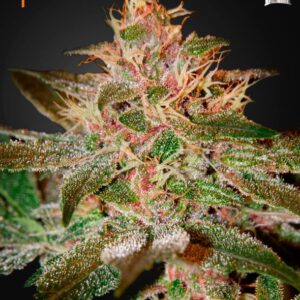10 UND FEM - PURE KUSH * GREEN HOUSE 10 UND FEMINIZADAS