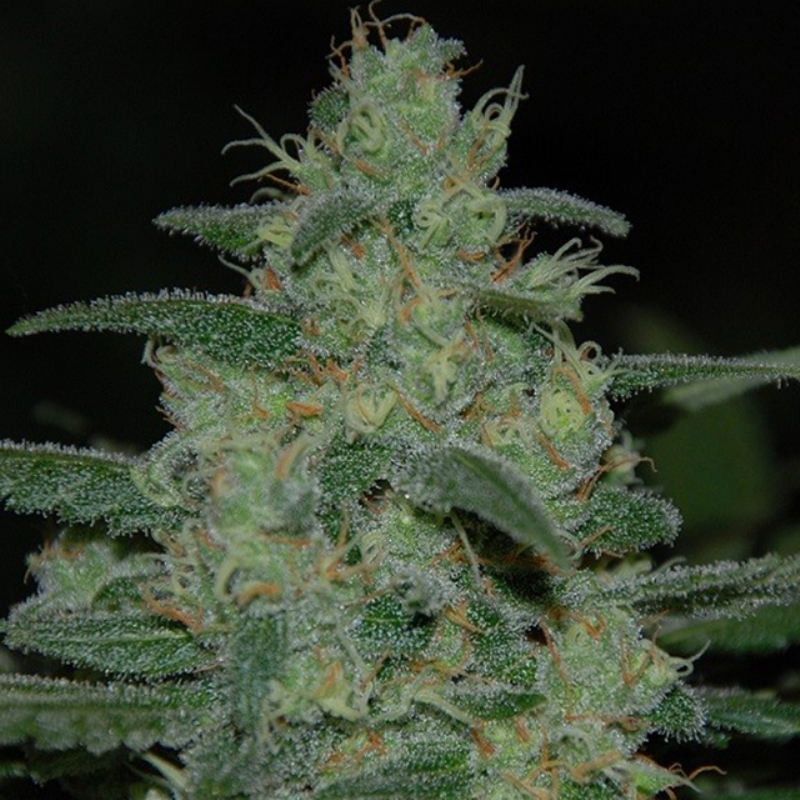 3 UND FEM - PURE KUSH * ORIGINAL SENSIBLE 3 UND FEMINIZADAS