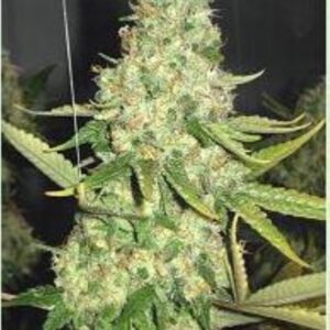 1 UND FEM - PURE POWER PLANT * PROFESSIONAL SEEDS 1 UND FEMINIZADA