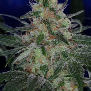 5 UND REG - PURPLE APOLLO AKA THE VOID * SUBCOOL THE DANK 5 UND REGULARES