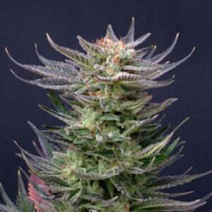 5 UND FEM - PURPLE AUTO DREAM EDITION * KANNABIA SEEDS 5 UND FEMINIZADAS
