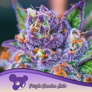5 UND FEM - PURPLE DOMINA AUTO * ANESIA SEEDS 5 FEMINIZADAS