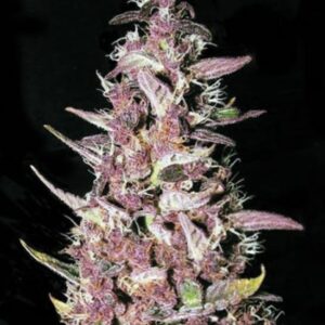 100 UND FEM - PURPLE GLAM KUSH * BULK SEED 100 UND FEM