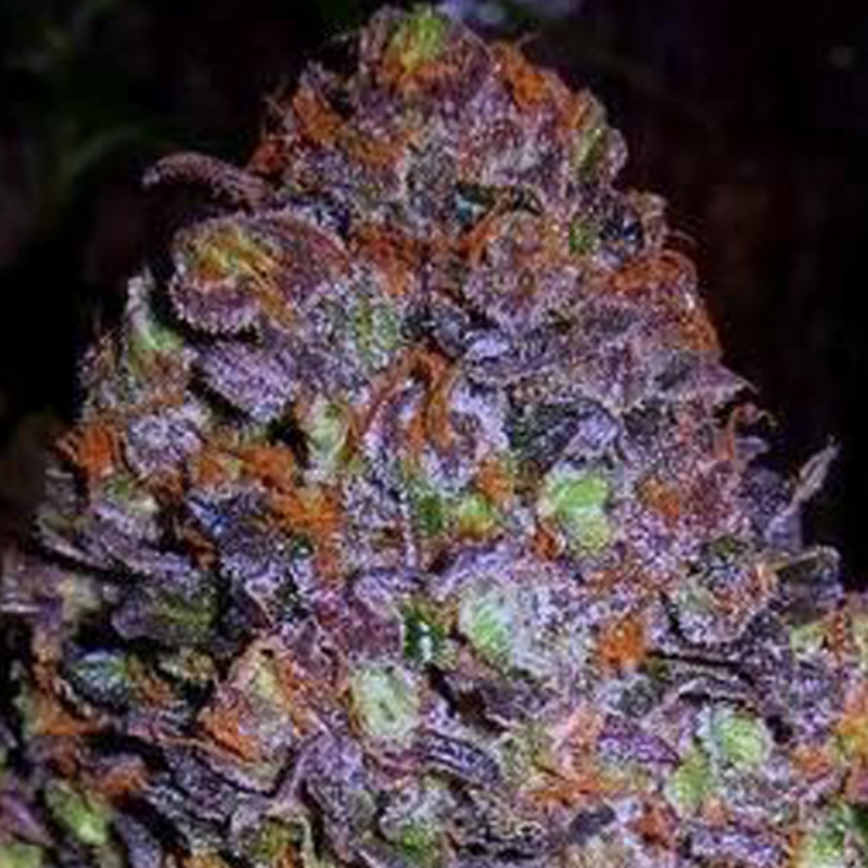 3 UND FEM - PURPLE HAZE AUTO * ORIGINAL SENSIBLE 3 UND FEMINIZADA