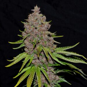 5 UND FEM - PURPLE HAZE * G13 LABS SEEDS 5 FEMINIZADAS