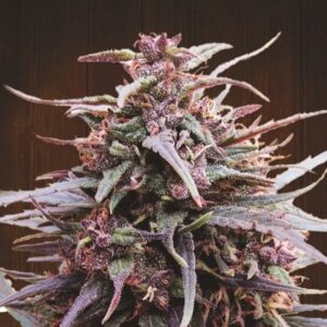 5 UND REG - PURPLE HAZE X MALAWI * ACE SEEDS 5 UND REGULARES