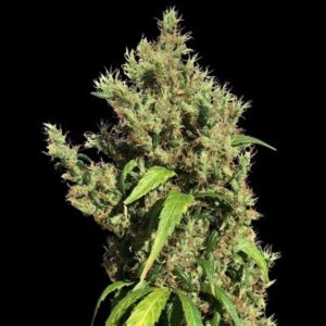 10 UND REG - PURPLE HONDURAS HAZE * ACE SEEDS 10 UND REGULARES