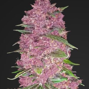 5 UND FEM - PURPLE LEMONADE * FASTBUDS SEEDS FEMINIZADA 5 UND