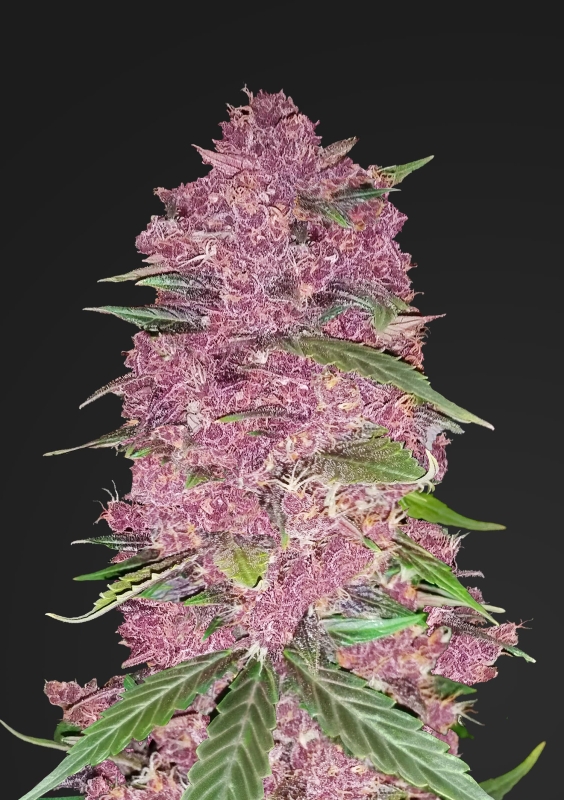 5 UND FEM - PURPLE LEMONADE * FASTBUDS SEEDS FEMINIZADA 5 UND