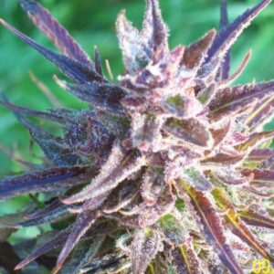 4 UND FEM - PURPLE MAROC ﾮ * FEMALE SEEDS 4 UND FEMINIZADAS