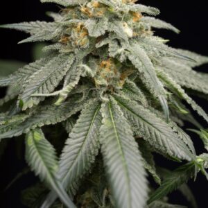5 UND FEM - PURPLE MATCHA  * HUMBOLDT SEEDS 5 UND FEMINIZADAS
