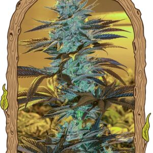 3 UND FEM - PURPLE MONKEY AUTO * EXOTIC SEED FEMINIZADA 3 UND