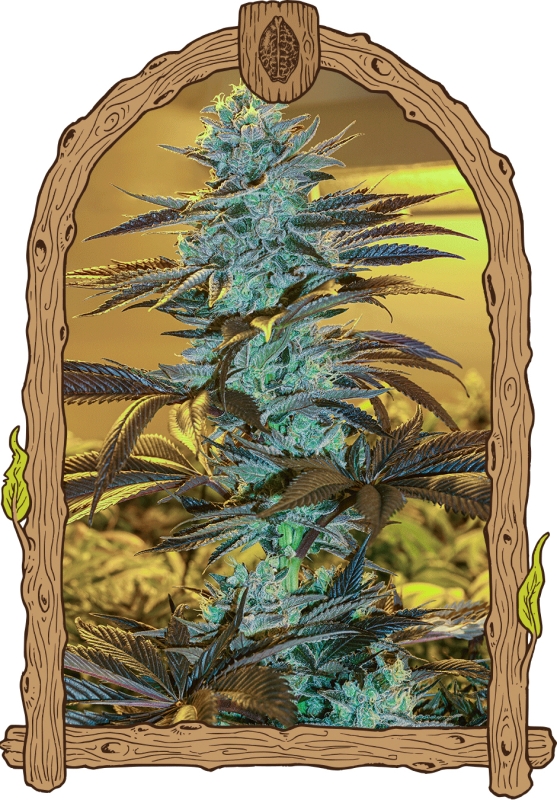 5 UND FEM - PURPLE MONKEY AUTO * EXOTIC SEED FEMINIZADA 5 UND