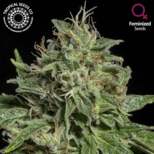 10 UND FEM - PURPLE NURPLE * TROPICAL SEEDS 10 UND FEMINIZADAS