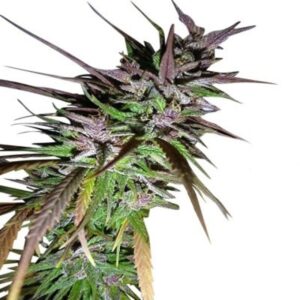 5 UND FEM - PURPLE PAKISTANI HAZE * ACE SEEDS 5 UND FEMINIZADAS