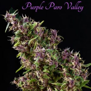 6 UND FEM - PURPLE PARO VALLEY * MANDALA SEEDS 6 UND FEMINIZADAS
