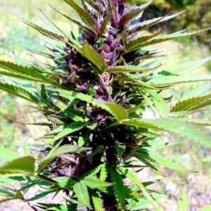 5 UND FEM - PURPLE PINECONE * SAGARMATHA 5 UND FEMINIZADAS