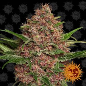 1 UND FEM - PURPLE PUNCH AUTO * BARNEY'S FARM 1 UND FEMINIZADAS