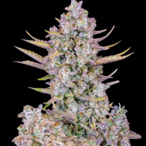 5 UND FEM - PURPLE PUNCH AUTO * FASTBUDS SEEDS FEMINIZADA 5 UND