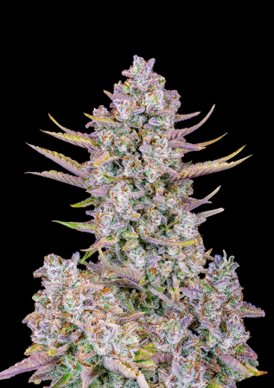 5 UND FEM - PURPLE PUNCH AUTO * FASTBUDS SEEDS FEMINIZADA 5 UND