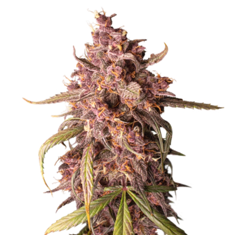 25 UND FEM - PURPLE PUNCH AUTO * SEEDSTOCKERS 25 UND FEMINIZADAS