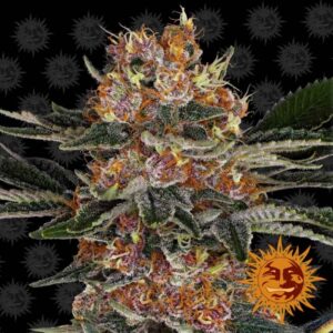 3 UND FEM - PURPLE PUNCH * BARNEY'S FARM 3 UND FEMINIZADAS