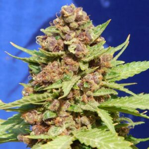 25 UND FEM - PURPLE PUNCH COOKIES * ORIGINAL SENSIBLE 25 UND FEMINIZADA