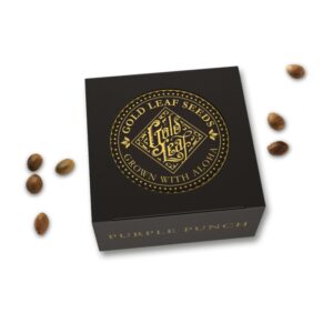 3 UND FEM - PURPLE PUNCH * GOLD LEAF GARDENS 3 FEMINIZADAS