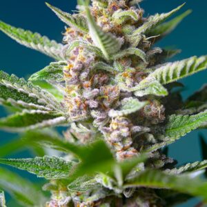 5 UND FEM - PURPLE PUNCH OG ﾮ * SWEET SEEDS 5 UND FEMINIZADAS
